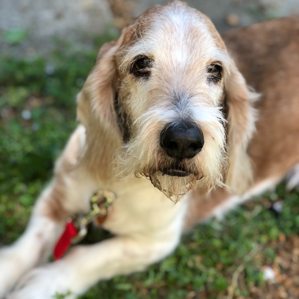 Meet your Posher, Susann